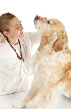 Veterinary consultation Foto stock