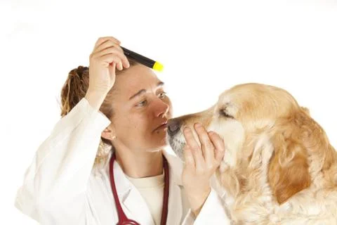 Veterinary consultation Stock Photos