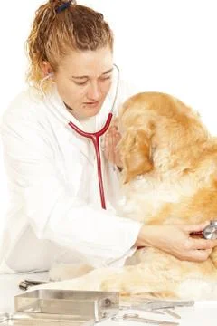 Veterinary consultation Stock Photos