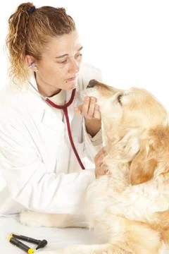 Veterinary consultation Stock-Fotos