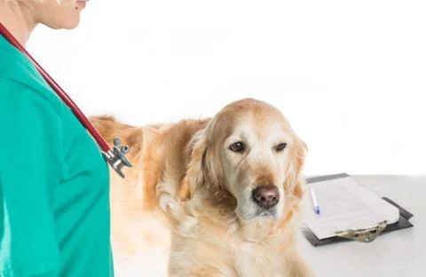 Veterinary consultation Stock Photos