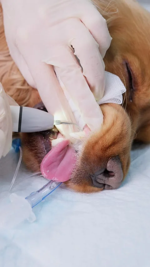 Veterinary dentist cleaning an intubated cocker spaniel's teeth with an 스톡 동영상 341703657