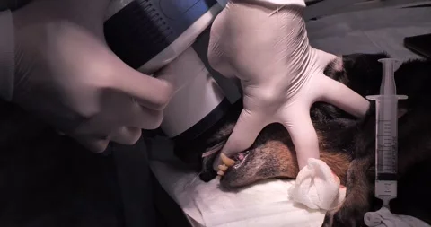 A veterinary dentist makes an x-ray of a dog's tooth under anesthesia. The Stock Footage 247764099