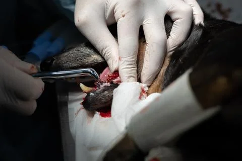 A veterinary dentist removes decayed teeth from an old dog under anesthesia. Due Foto stock