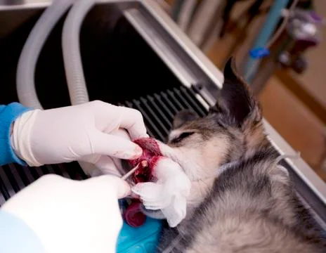 Veterinary Dentistry Stock Photos