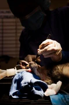 Veterinary Dentistry Stock Photos