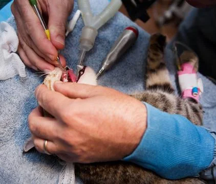 Veterinary Dentistry Stock Photos