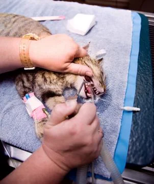 Veterinary Dentistry Stock Photos