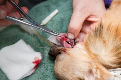 Veterinary dentistry Stock Photos