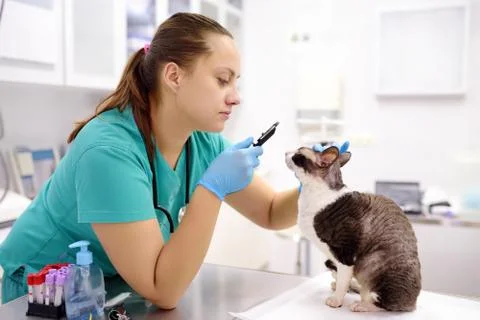 Veterinary doctor checks eyesight of a cat of the breed Cornish Rex Stock Photos