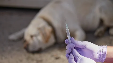 Veterinary doctor is preparing to inject a dog Vidéo 89701183