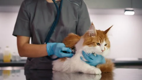 Veterinary doctor using stethoscope for checking up cat in vet clinic Stock-Footage 249618130