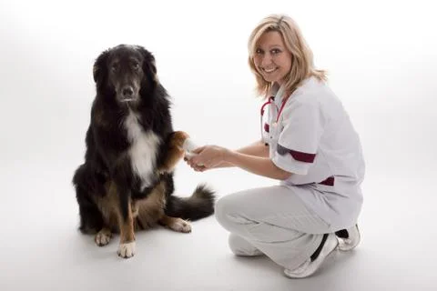 Veterinary with dog 库存照片