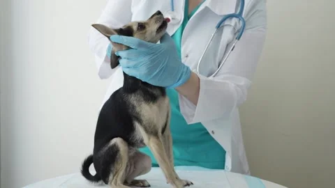Veterinary dog teeth cleaning in the pet clinic, the vet doctor with a toot.. Stock Footage 239844563