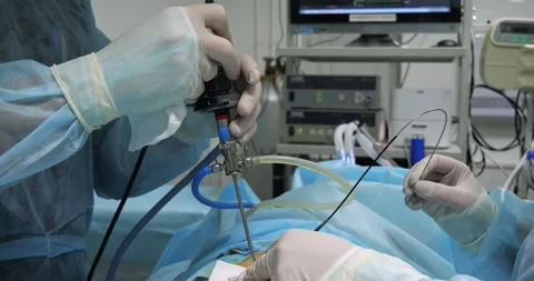 Veterinary endoscopy. A team of veterinary surgeons perform endoscopic surgery Stock Footage 256815249