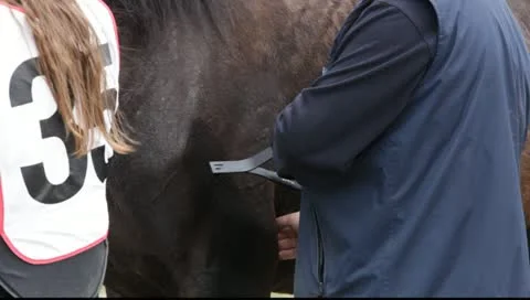 Veterinary examination on controlled long-distance race - Endurance riding Stock-Footage 10714827
