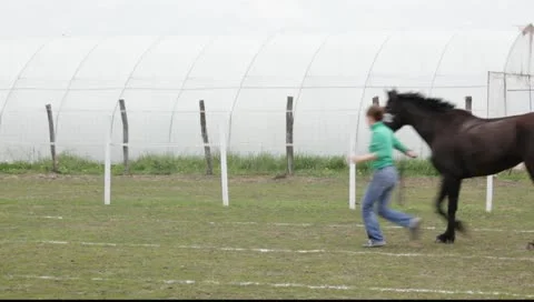Veterinary examination on controlled long-distance race - Endurance riding Stock Footage 10714830
