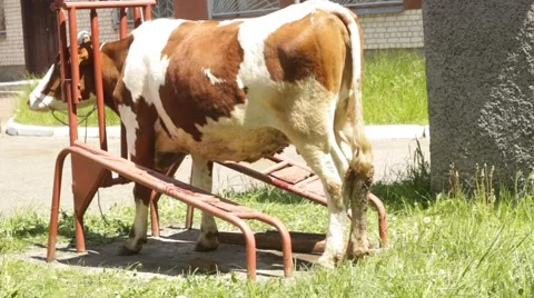 Veterinary examination cows Stock Footage 50370719