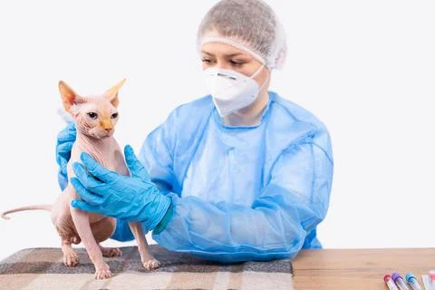 Veterinary examination of pets, sphinx cat, Vaccination in clinic lab. Vet Stock Photos