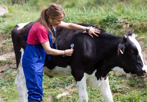 Veterinary on a farm Foto stock