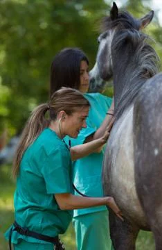 Veterinary on a farm Foto stock