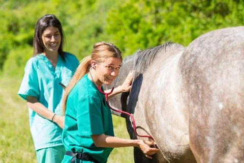 Veterinary on a farm 스톡 사진