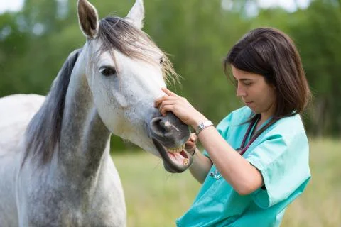 Veterinary on a farm 스톡 사진