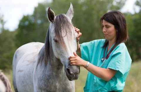 Veterinary on a farm Stock Photos