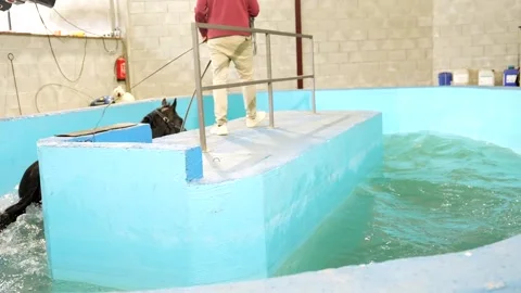 Veterinary holding a horse inside a pool during rehabilitation session Stock Footage 263188477