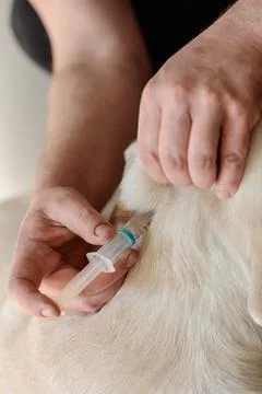 Veterinary injection with blue medication administered to dog during treatment Stock Photos