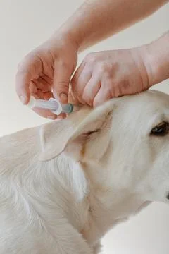Veterinary injection with blue medication administered to dog during treatment Stock Photos