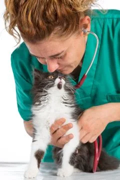 Veterinary with kitten Stock-Fotos