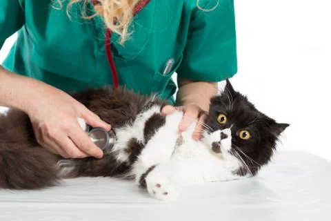 Veterinary with kitten Foto stock