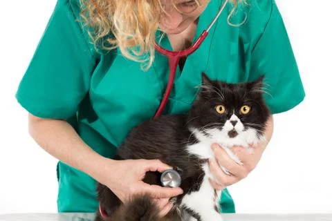 Veterinary with kitten Stock Photos