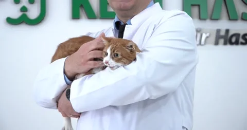 Veterinary is loving the cat 2 Stock Footage 224322479