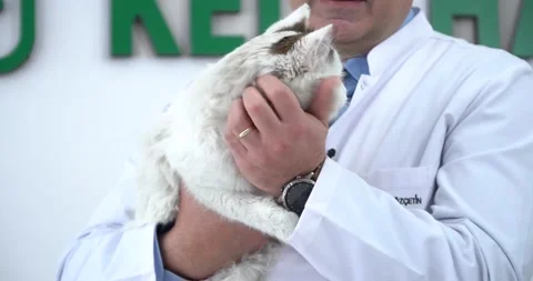 Veterinary is loving the cat Stock Footage 224322501