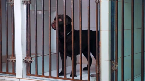 Veterinary Nurse Checking On Dog In Cage Stock-Footage 66729674