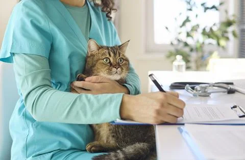 Veterinary nurse writing notes while holding cat, professional pet clinic care Stock Photos