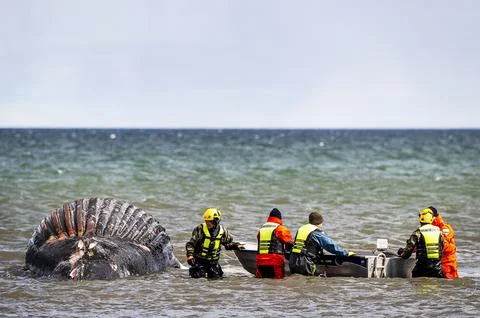 Veterinary officials take samples from a stranded humpback whale in Oland, Seger Foto stock
