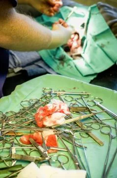 Veterinary operation Stock Photos