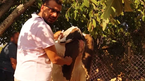 Veterinary PhD teaching students cattle injection site between thigh muscles Stock Footage 316813620