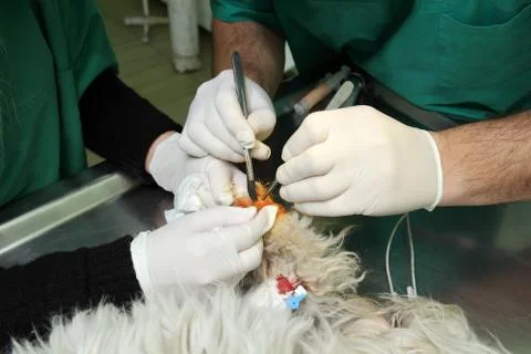 Veterinary Stock Photos