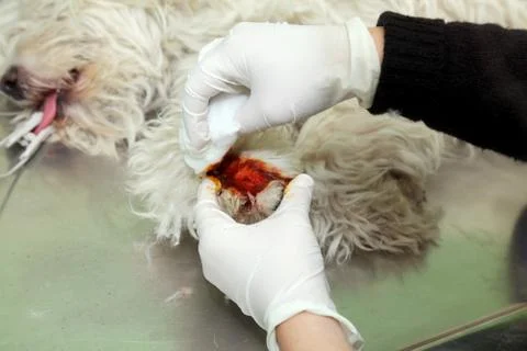 Veterinary Stock Photos