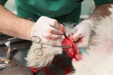 Veterinary Foto stock