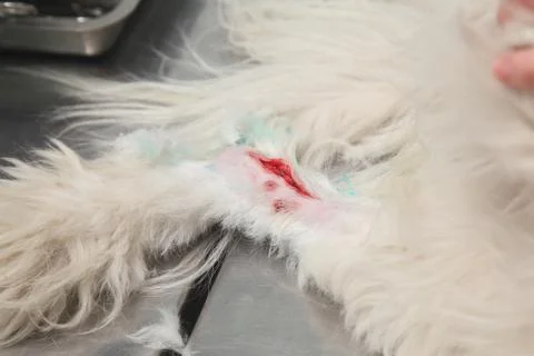 Veterinary Stockfoto's