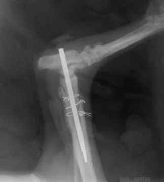 Veterinary Stockfoto's