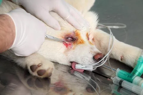Veterinary Фото