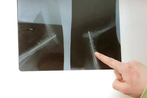 Veterinary Stock Photos