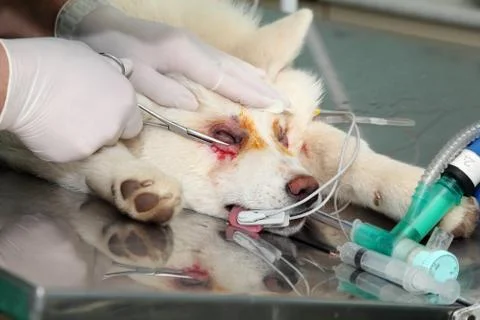 Veterinary 스톡 사진