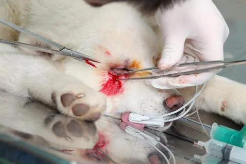 Veterinary 库存照片